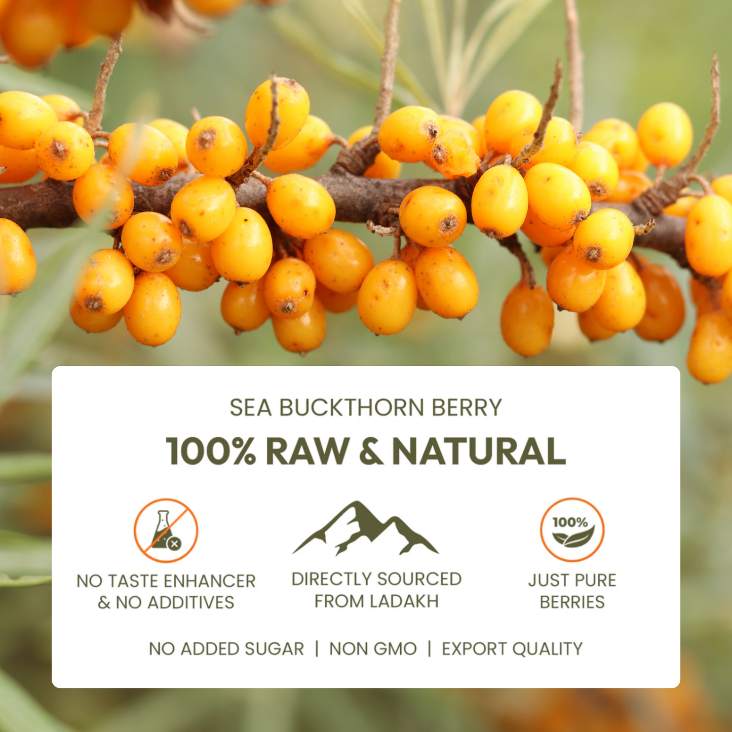 Sea Buckthorn: Nature's Most Powerful Berry, Bottled Pure